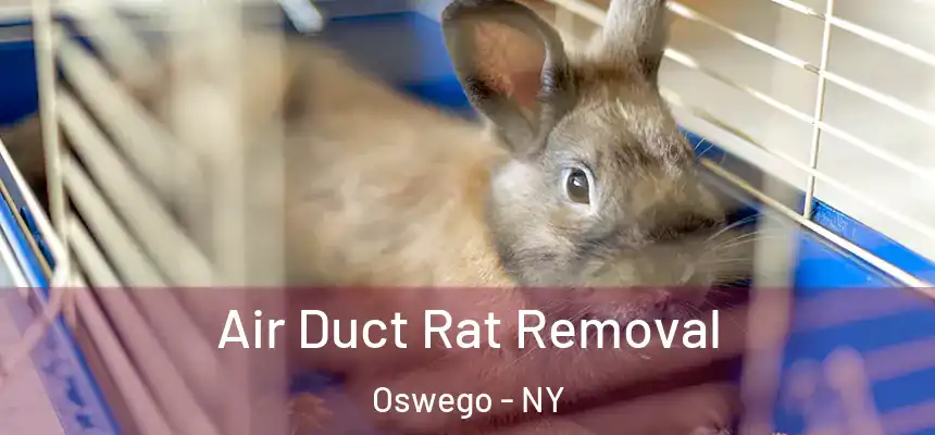 Air Duct Rat Removal Oswego - NY